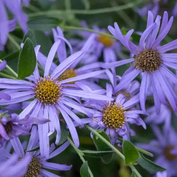 thumbnail for publication: Symphyotrichum laeve: Smooth Aster